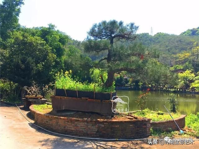 盆景大师都爱玩，山松会否成为下一个热点？