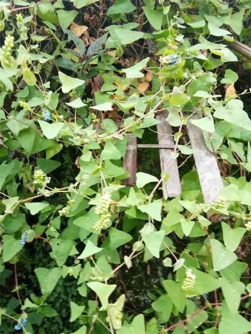 路旁：猫爪刺常生长在山地路旁及沟边潮湿地方，叶柄具倒生皮刺
