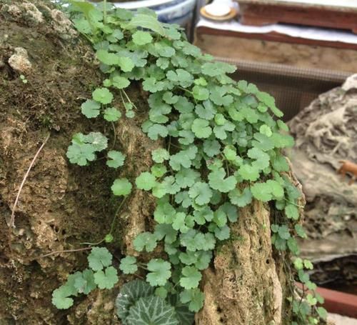  『香蒲草』1种野草在河边，越看越像“铜钱草”，枝叶漂亮，价值高、珍贵！