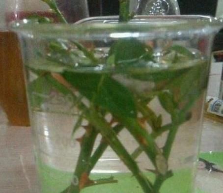  家里|家里的花草盆栽招来成群小飞虫,该怎么办?用它分分钟搞定