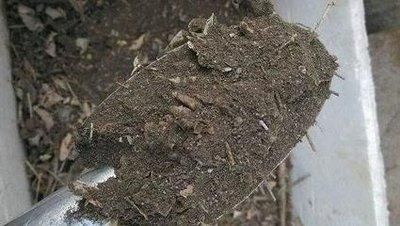  「疏松透气」家中养花，配好土，养份足，几种“小料”掺一掺，扔土里就生根