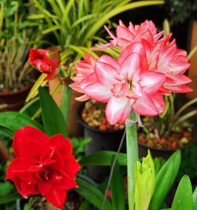  『时间是秋』买花也要看季节，买错了，养不活还浪费钱