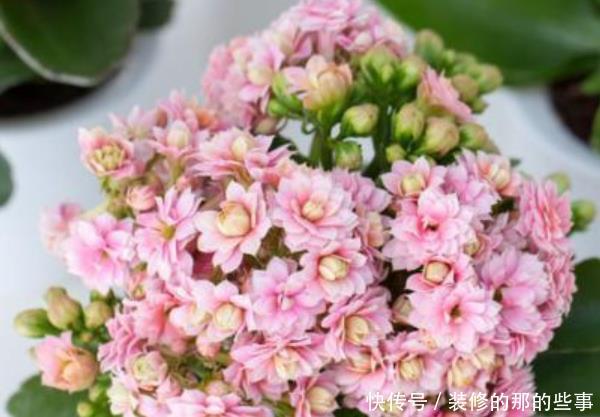  适合■不适合室内养的3种花草，没有条件的花，不要入手，相当于白花钱