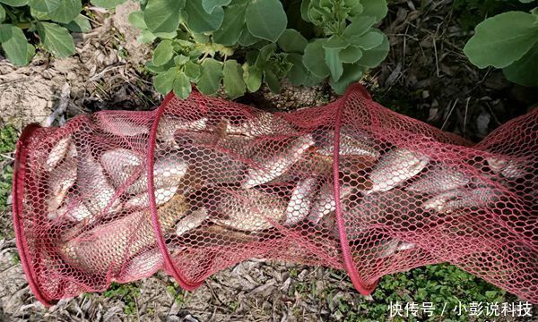 「黑坑」黑坑“偷驴”滑口鱼,试着这样来应对,效率超高,中鱼率有保证
