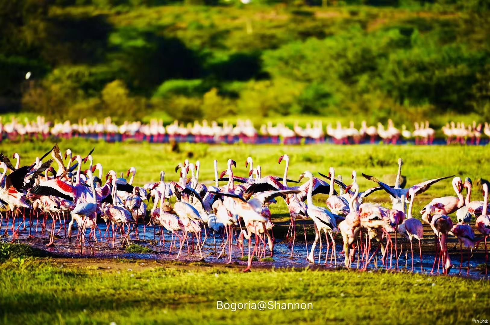 【95女司机横跨亚欧非】走进东非大裂谷——火烈鸟的天堂