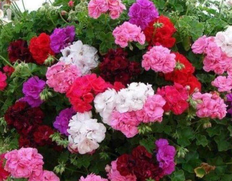  惊鸿|喜欢养花，不如养几种花中精品，花似惊鸿起舞，优美动人很妖娆