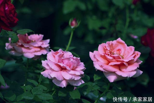 功效@养花就该养这几种,养花又能养自己,医生都推荐