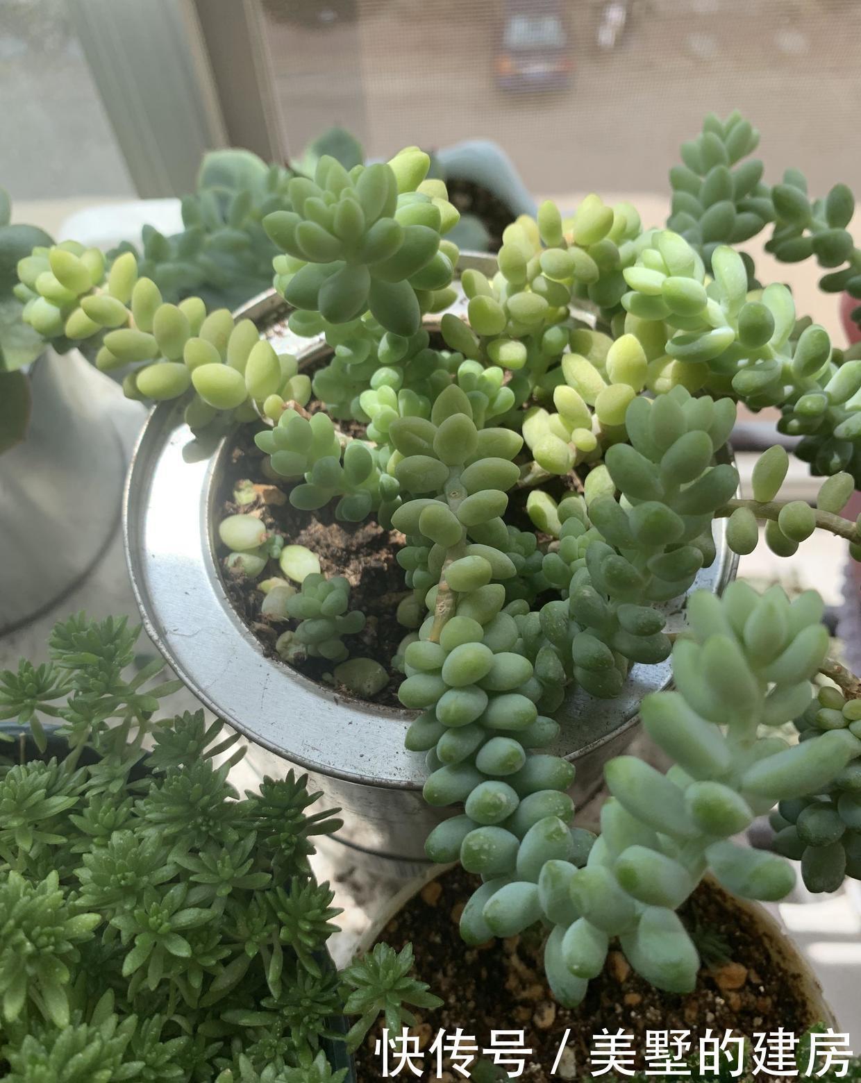 适得其反|养多肉,不要有“求快”心理,循序渐进,求快小心“适得其反”