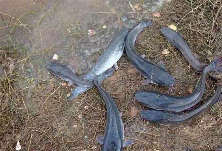  塘鲺和鲶鱼：常被误认成鲶鱼，养殖地堪称泛滥，一斤8元，农民却