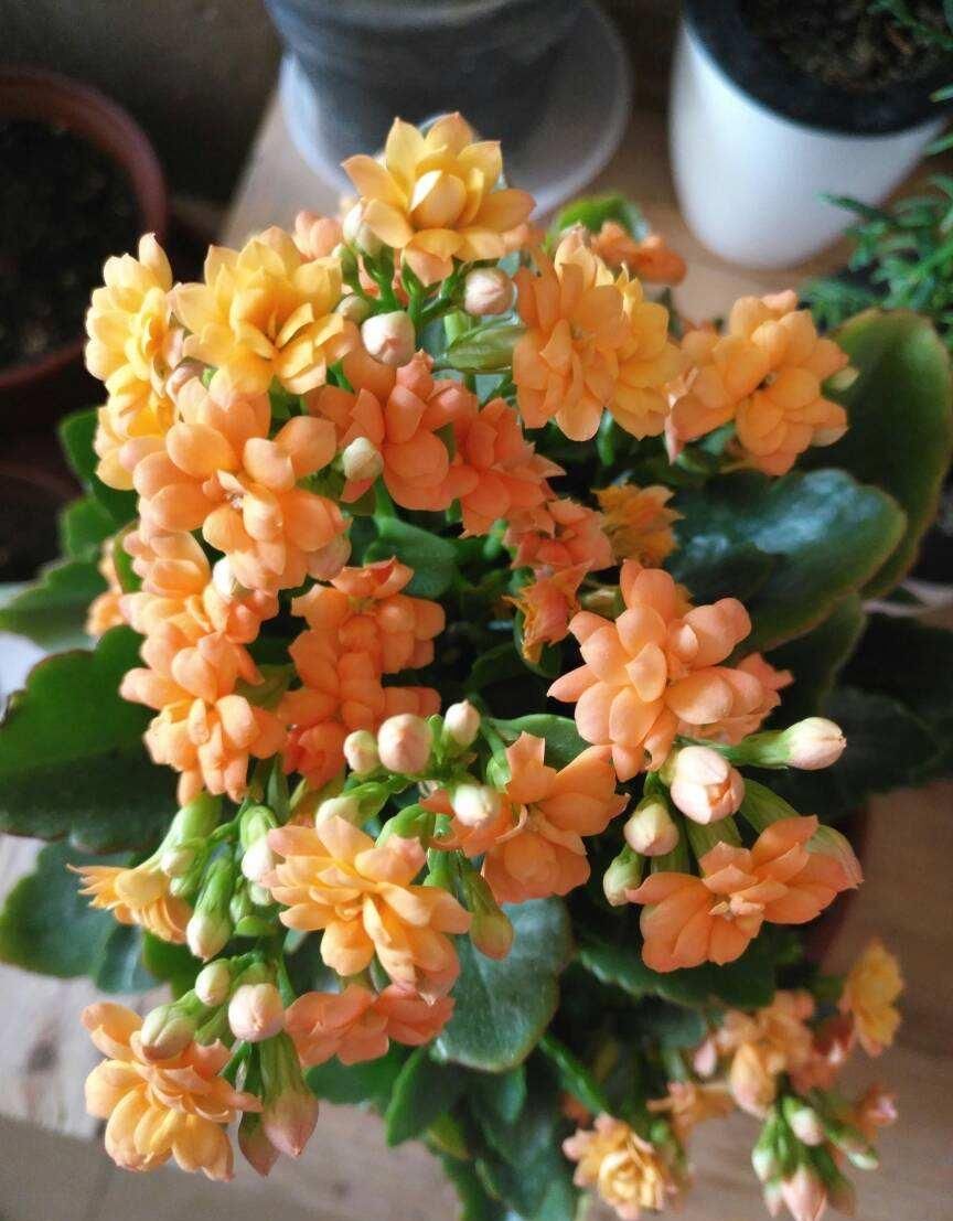  [温度]这花远看像长寿，近看像玉树，还能开出5色花，真神奇
