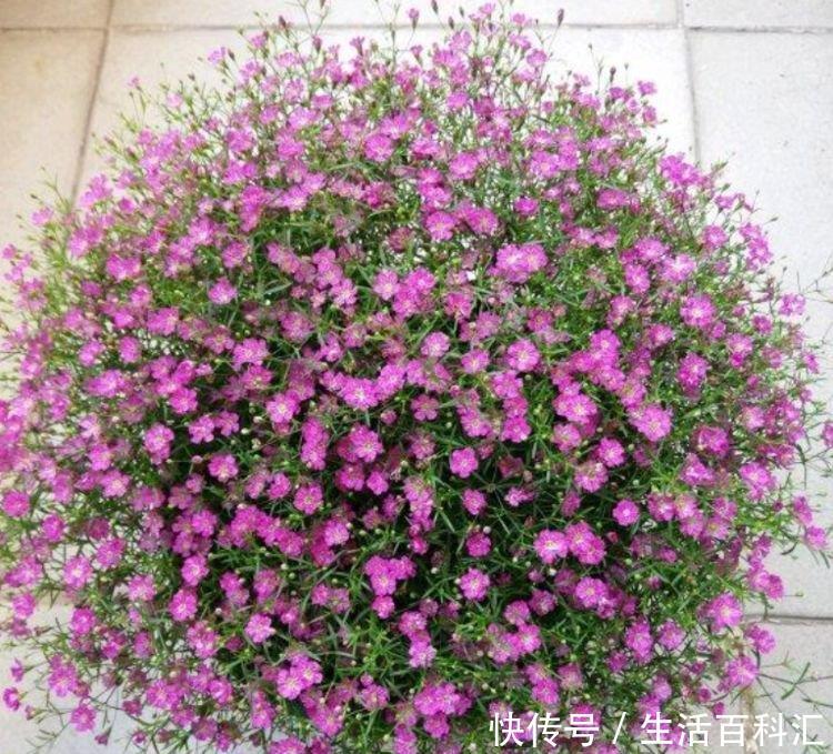  『美过』这些花卉美过玫瑰，一年四季花开不停，简单易成活，纯洁美