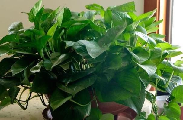  #旺盛#这“3种”植物最爱“喝”水，浇水越多越旺盛，赶紧在家养一盆！