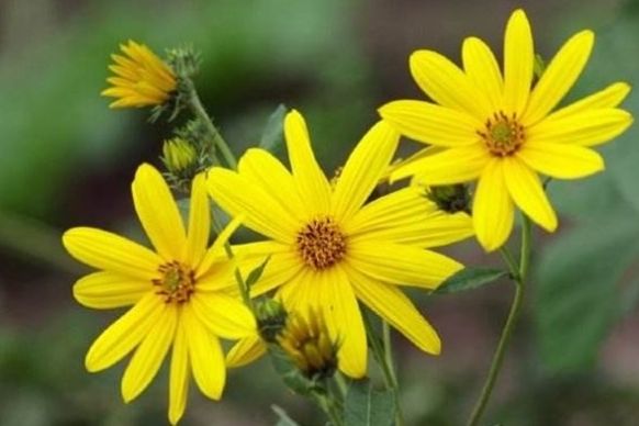  「做起」农村这种植物，以前农民当野草烧掉，却不知道它做起菜