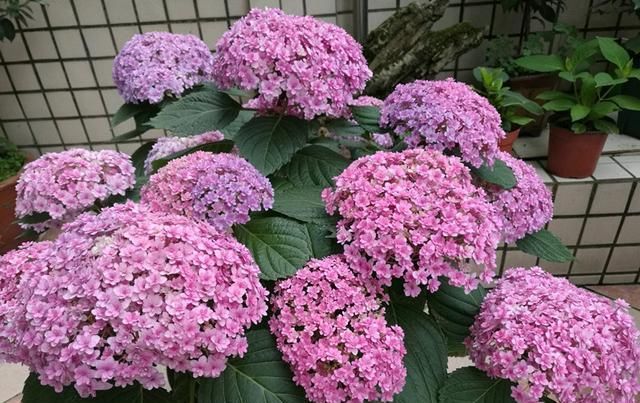  【盆栽】此款世界名花，花型硕大美丽，花期超级长，养护简单，是盆栽佳品