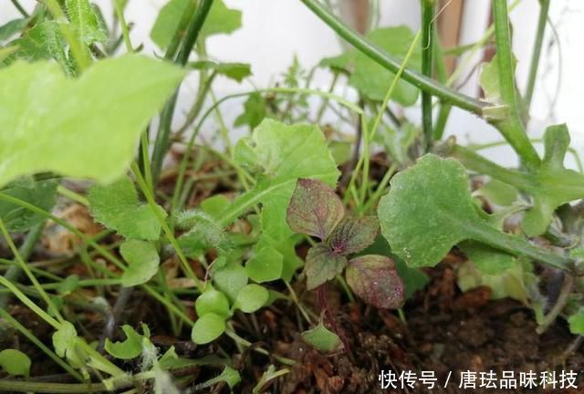  花盆@春天来了，酸咪草都开了，紫苏都种活了！