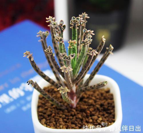 秀气|山上一种秀气多肉,养一棵繁殖出好几盆,邻居朋友都有了