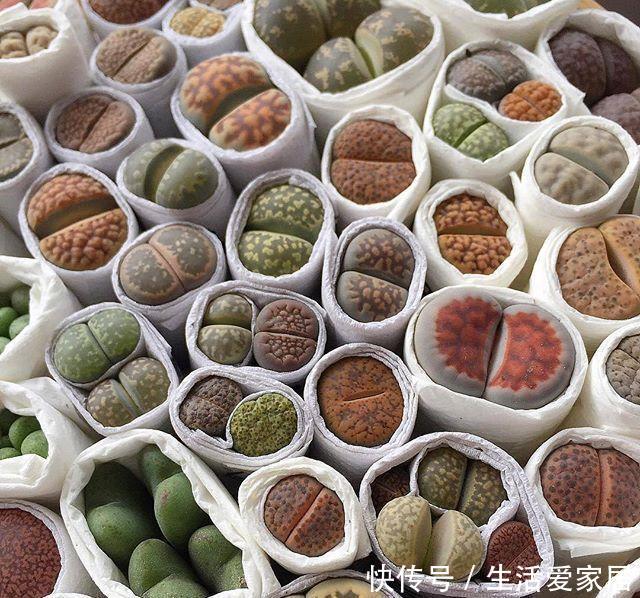  养花：养花怡情,养肉修身,多肉植物种植日记