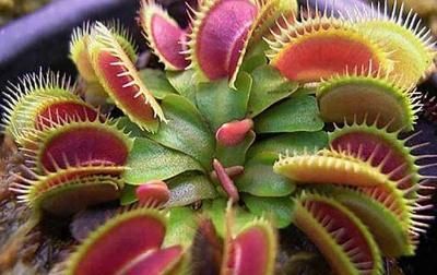  正确■这才是正确养殖捕蝇草的方法,以前都做错了,难怪夹子小