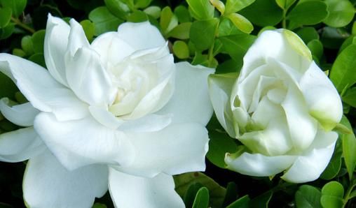 柠檬黄@喜欢菊花,不如试试“开花机器”柠檬黄三角梅,花开爆盆还好养!