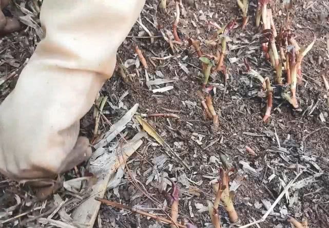 农村农田里的折耳根又密又壮，在集市卖5元一斤，姑娘越割越上瘾