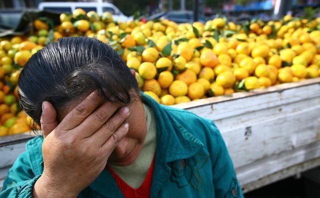 水果收购商：对不起，我一点也不同情滞销大爷