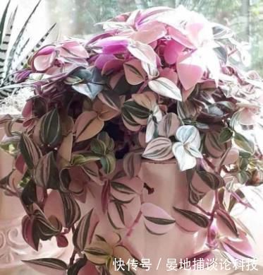 越养越■吊兰中的网红“油画婚礼”,颜值高,又好养,越养越喜欢