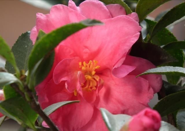  家里：冬天开花是红色的植物，过年看着就喜庆，妈妈们还不知道吗？