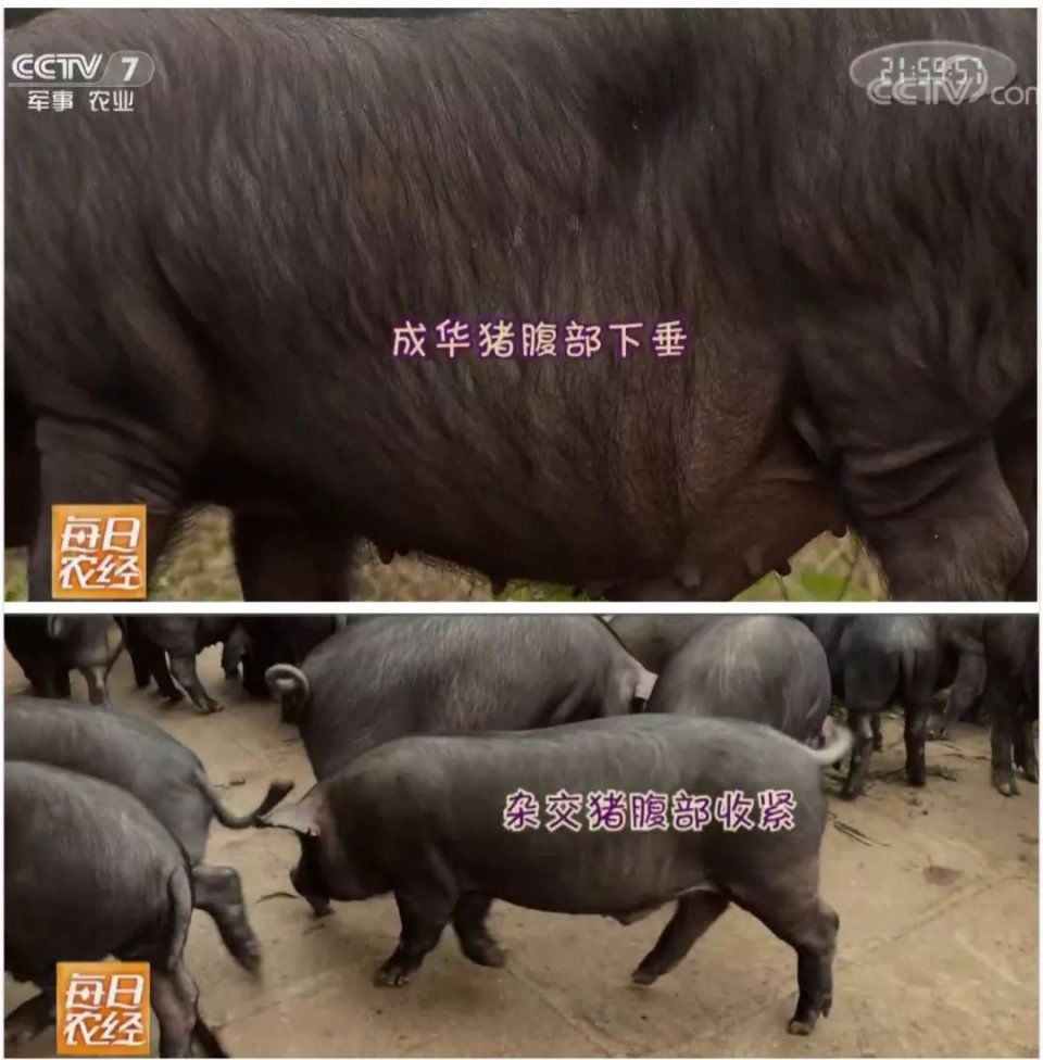 中国有435040000头猪，土猪濒临灭绝导致生态灾难逼近?其实没那么