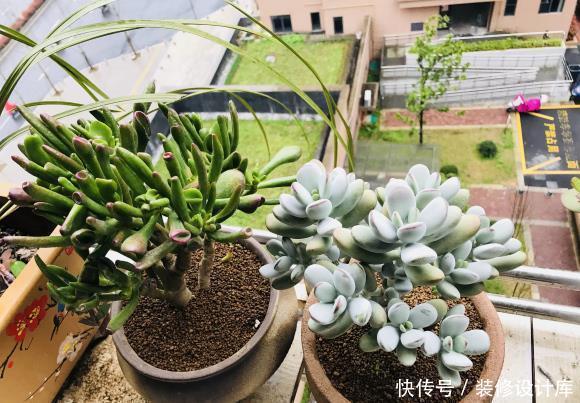  「夏季」乒乓福娘晒晒太阳，绿叶变成巧克，夏季“少浇水”，预防掉叶子