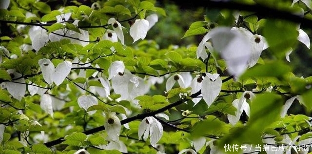  鸽子■它便是珍贵的“鸽子树”，稀少难得，农村见到，请好好保