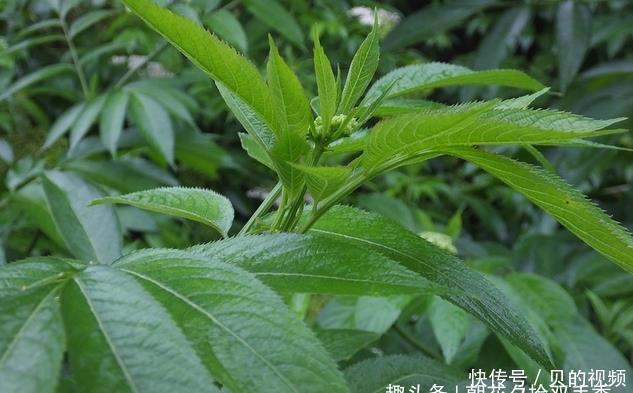 『长于』此种植物常长于房前屋后,曾经被人们所忽视,殊不知可入药