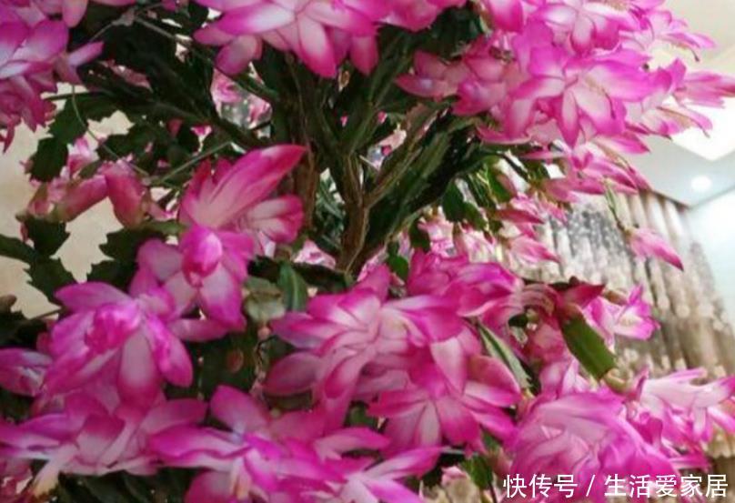 『太漂亮』现在就养“4种花”,个个“含苞欲放”,太漂亮!