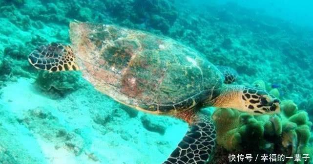 全球“最奇特”的岛屿，达尔文还曾到访，堪称人类最后的伊甸园！