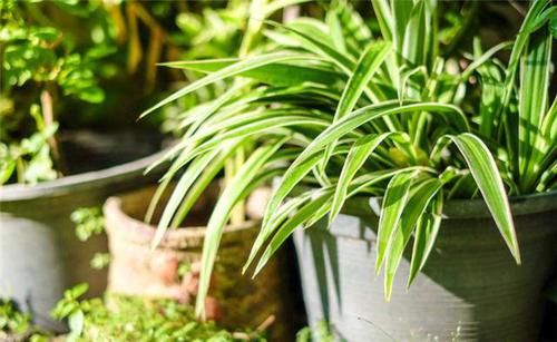  『植物』给绿萝、吊兰浇水别忽视，浇这2种“水”，两三天烂根黄叶
