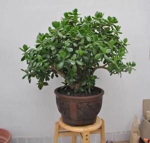  适合：春天适合嫁接，剪点长寿花嫩枝，嫁接玉树上，同时开出3个色