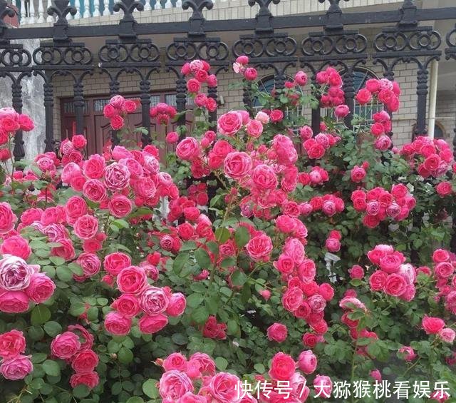  「大缸养」农村淘汰的大水缸，种上月季绣球君子兰，开花刹不住，变成大土豪！