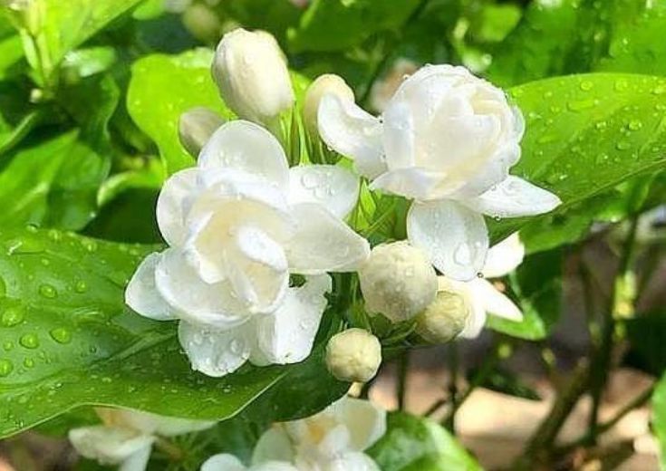  『茉莉花』4种花插土里就活，10天就生根，一年开花200多天，新手也能养好！
