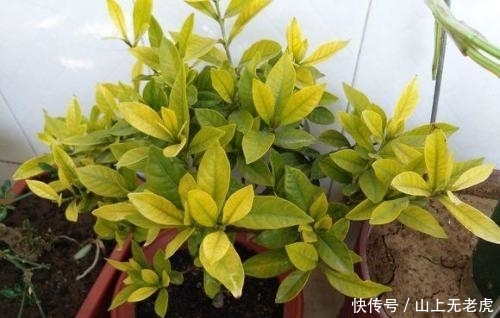  「养花」3种花再喜欢，也别轻易买，虽然很漂亮，但能“养活”的人不多