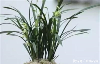 【换土】兰花什么时间换土