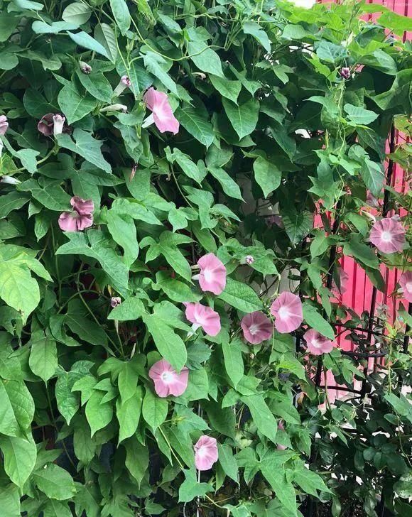  家里■家里养这几种爬藤植物，整面墙全是花