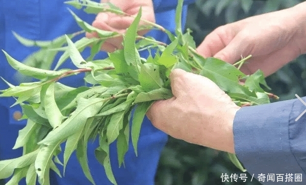 河边比辣椒还辣的野草，很多农民当杂草除掉，殊不知是天然酒曲