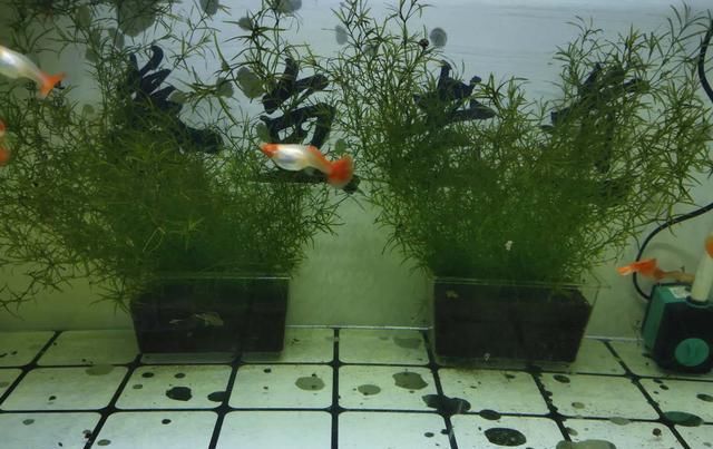  『水质』新鱼友饲养中大型鱼，还是不要铺设底砂为好，水质不好控制