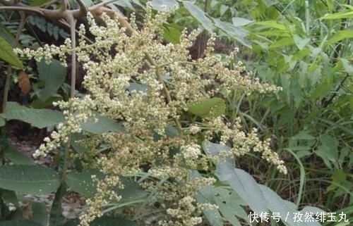  『将盐肤木』山坡下的1种“盐肤木”，高度有2米，枝叶好看、奇特，分布范围广