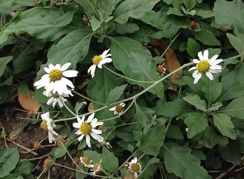  『养盆』喜欢菊花，不如养盆能够变异的白色“毛华菊”，繁花似锦，漂亮！