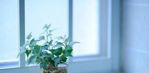  植物■哪些花能忍受恶劣的环境，养护容易一些？