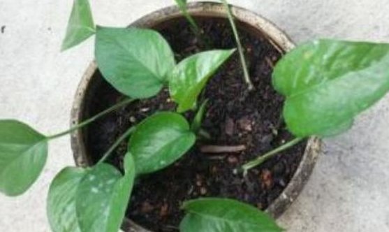 便宜:这3种“植物”再便宜也别买,“剪”下一根枝,就能“栽一盆”!