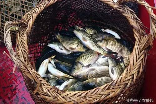 农村河里常见几种野味，基本上看不到了，全吃过的请举一下手