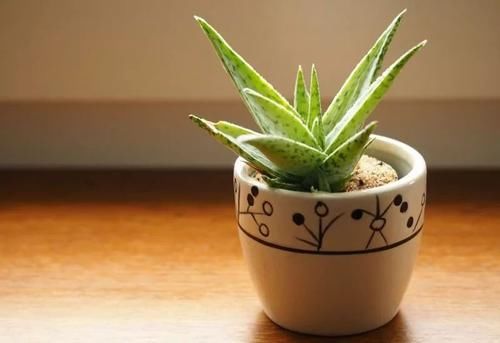 【摆放】卧室里摆放这7种植物,可舒缓心情,帮助更好入眠