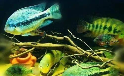  #水族市场上#美洲慈鲷之美，您细品