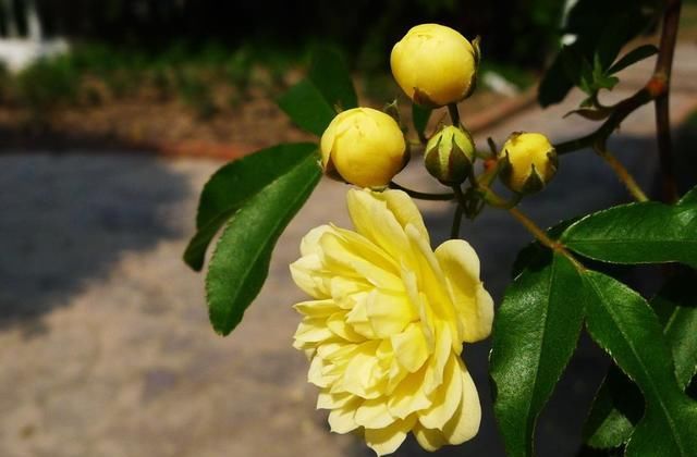  【家里】一花一世界，3种花家里必养，花大色艳比玫瑰好看，养出小花园